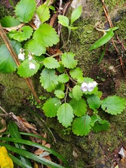 Jovellana sinclairii