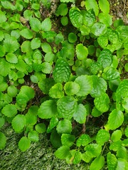 Jovellana sinclairii