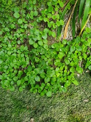Jovellana sinclairii