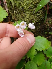 Jovellana sinclairii