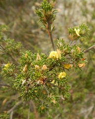 Phyllota pleurandroides