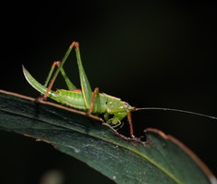 Conocephalomima barameda