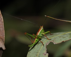 Conocephalomima barameda