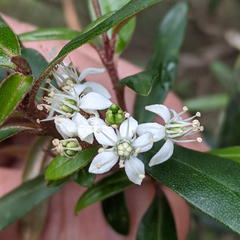 Nematolepis squamea squamea