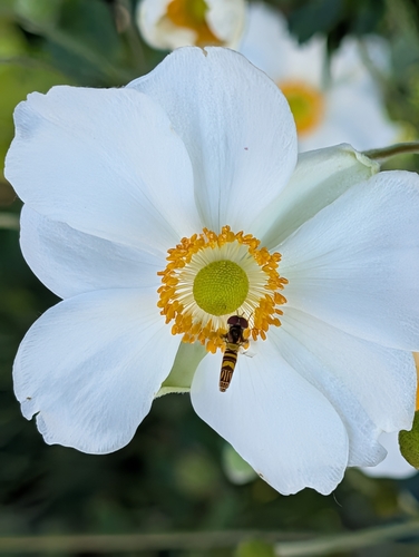 Unknown species found near Manhattan, KS, USA
