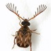 Megacerus cubiculus - Photo (c) Mike Quinn, Austin, TX, some rights reserved (CC BY-NC), uploaded by Mike Quinn, Austin, TX