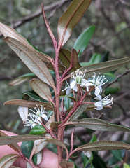 Nematolepis squamea squamea