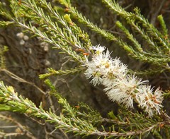 Melaleuca brevifolia