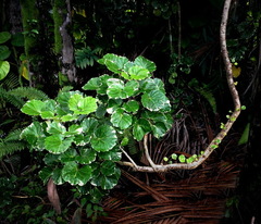 Polyscias guilfoylei