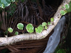 Polyscias guilfoylei