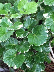 Polyscias guilfoylei