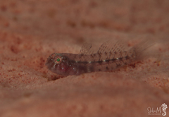Tusked Goby photo 4