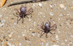 Mictyris darwinensis