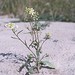 Lepidium jaredii - Photo (c) 1988 Dean Wm. Taylor, algunos derechos reservados (CC BY-NC-SA)