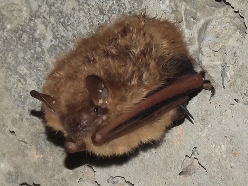 Tri-coloured Bat photographed in Oklahoma