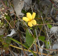 Goodenia varia