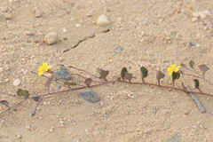 Goodenia hederacea