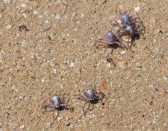 Mictyris darwinensis