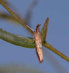 Canuza euspilella