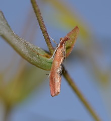 Canuza euspilella