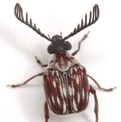 Megacerus leucospilus