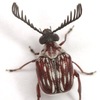 Megacerus leucospilus - Photo (c) Mike Quinn, San Marcos, some rights reserved (CC BY-NC), uploaded by Mike Quinn, San Marcos