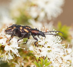 Mecynodera coxalgica