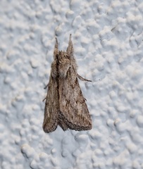 Pleromelloida cinerea