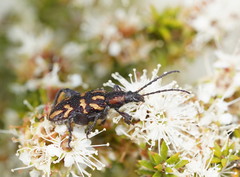 Mecynodera coxalgica