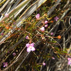 Boronia filifolia