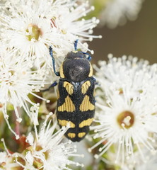 Castiarina octospilota