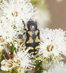 Castiarina octospilota