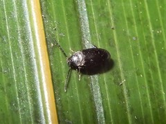 Nothotelus nigellus