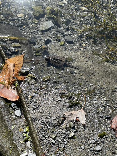 Chelydra serpentina
