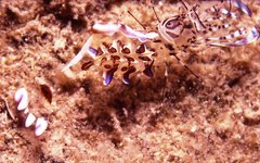 Ancylomenes aesopius