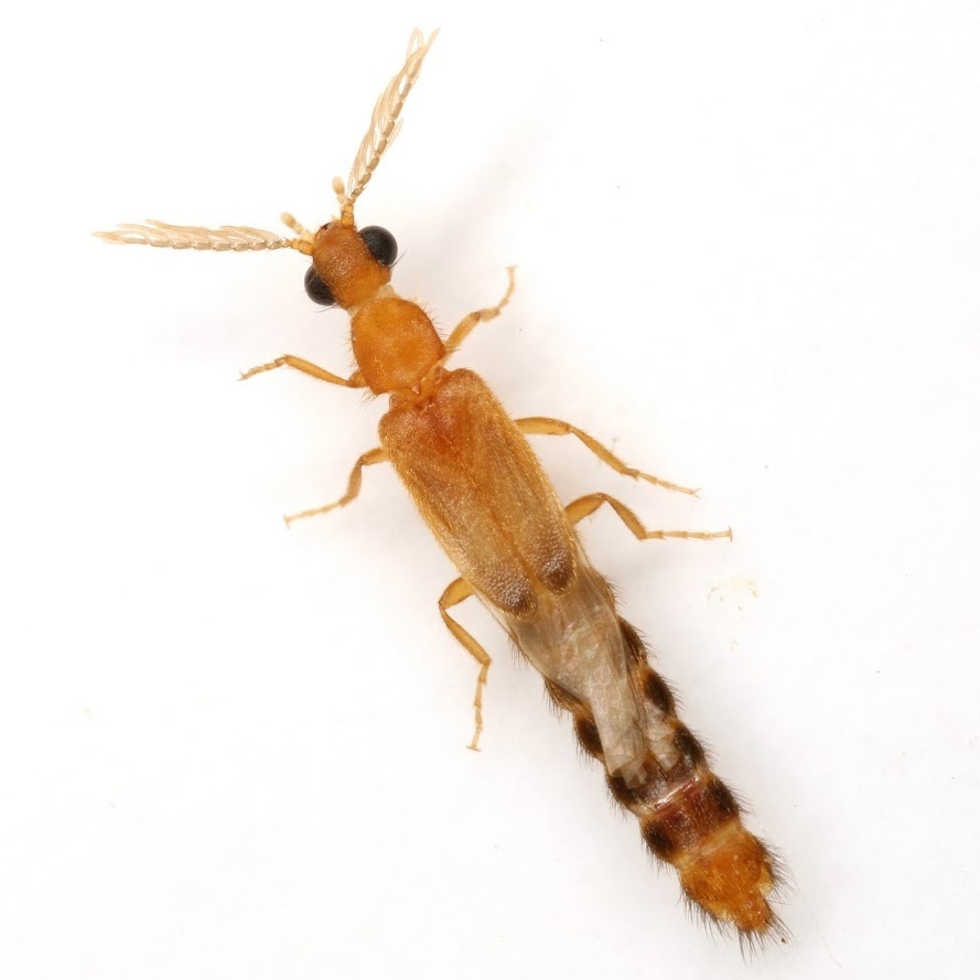 Mastinocerinae