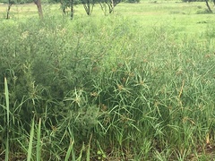 Cyperus sexangularis