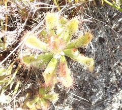 Drosera esterhuyseniae