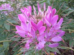 Cleome spinosa