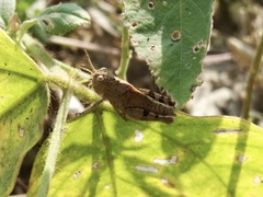 Trilophidia annulata