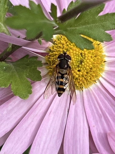 Unknown species found near Arnold Rd, Pelham, MA, US