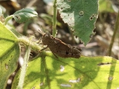 Trilophidia annulata