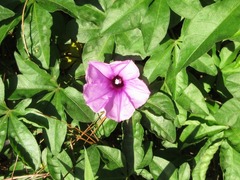 Ipomoea cairica