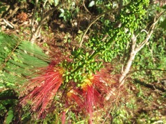Calliandra
