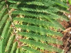 Calliandra