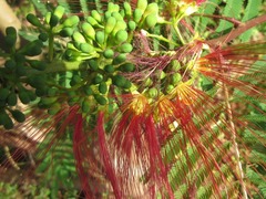 Calliandra
