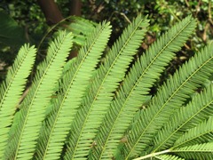 Calliandra
