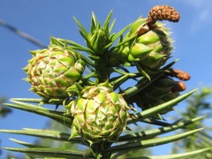 Cunninghamia