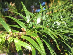 Cunninghamia