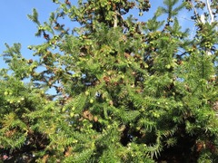 Cunninghamia